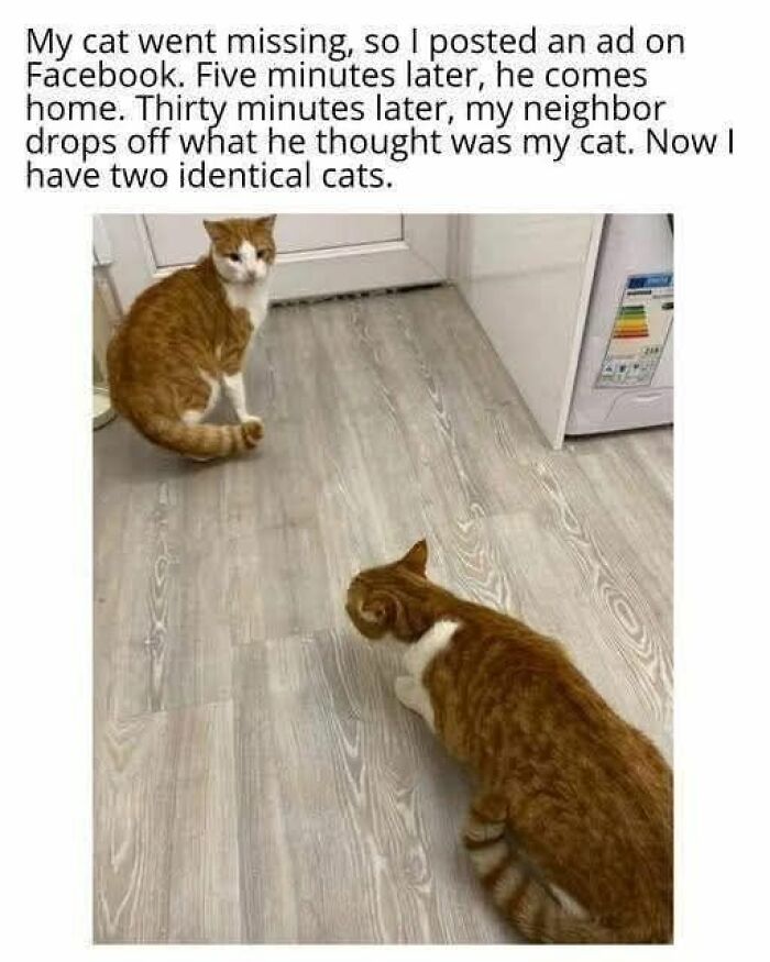 Two identical orange and white cats indoors, illustrating a funny animal meme about a missing cat mix-up.