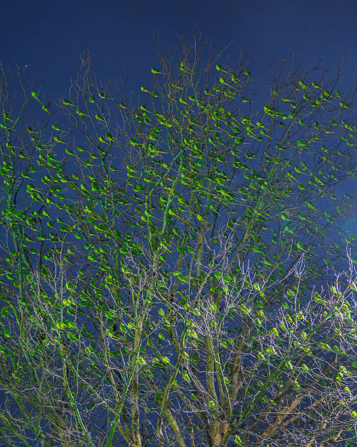 Don't Be Fooled, You See Leaves On A Tree In London In Winter, Not 1,000 Green Parrots