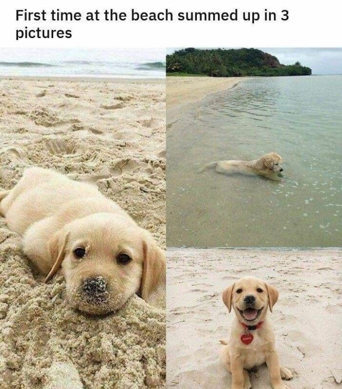 Cute dogs posts showing a playful puppy lying in sand, swimming in shallow water, and sitting happily on the beach.