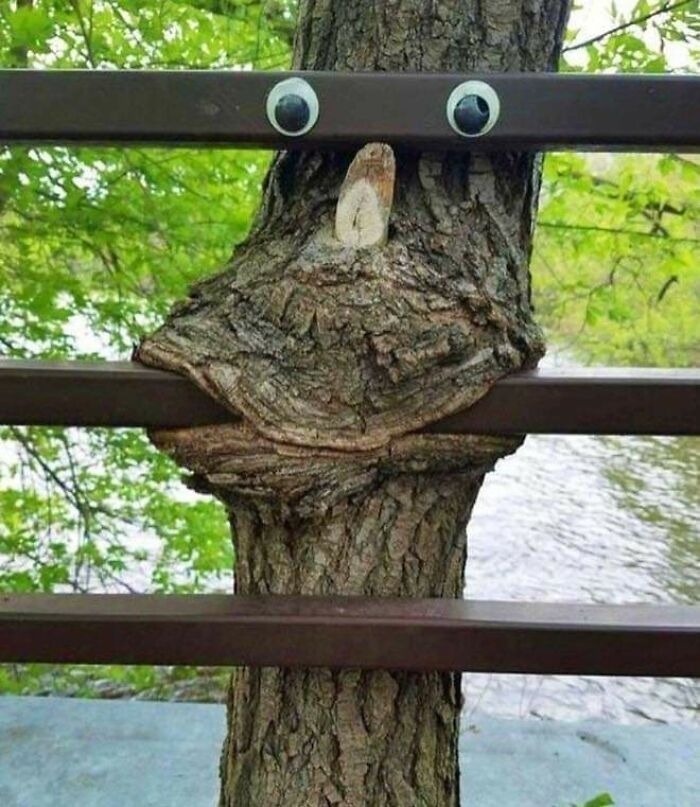 Tree growing through a fence with googly eyes, creating a random funny image that makes you laugh unexpectedly.
