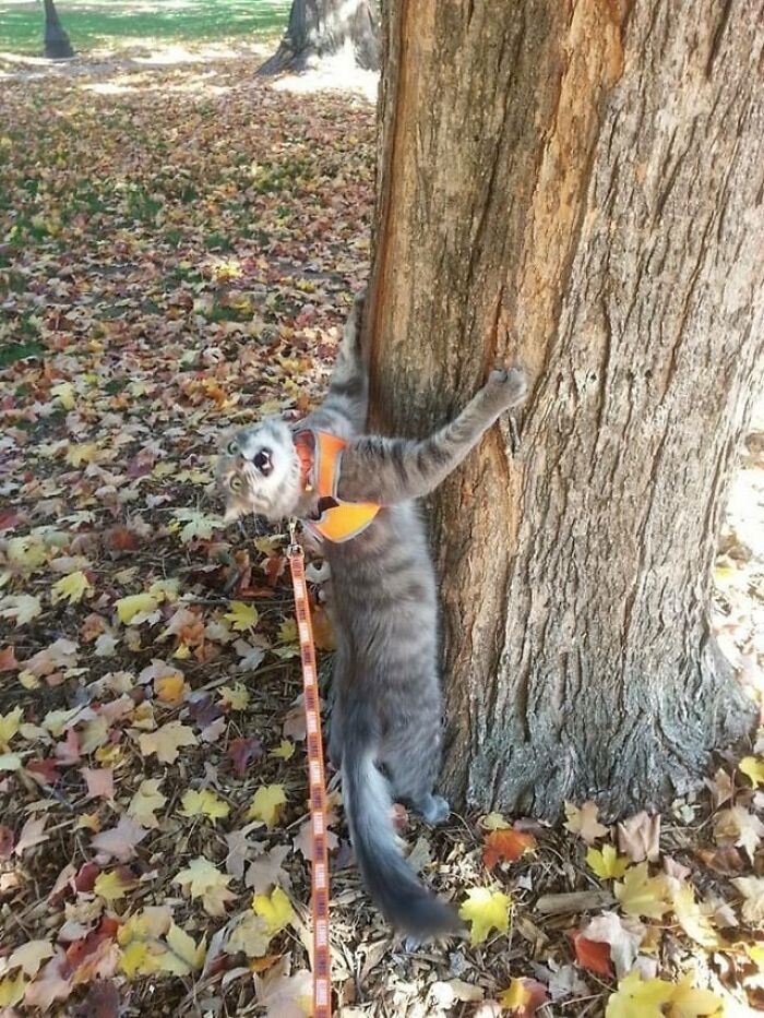 Gray cat wearing an orange harness clings to a tree in a park filled with fallen leaves in a random funny moment.