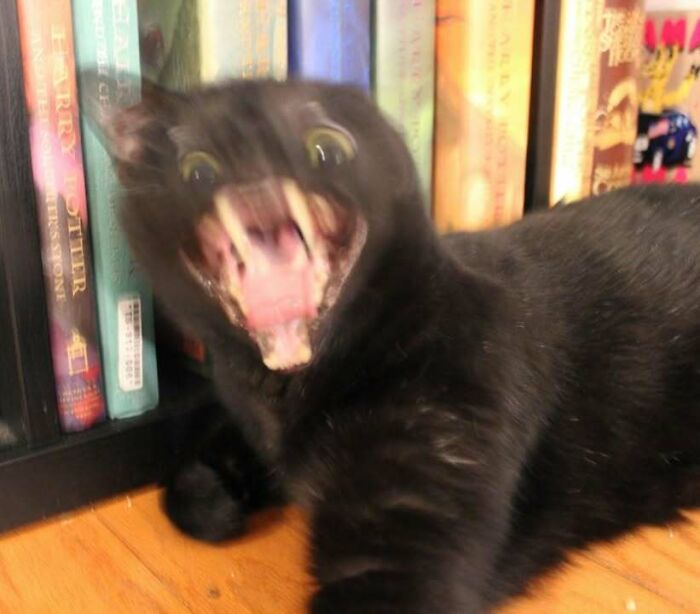 Black cat with blurred face making a funny expression among books in a random funny pic that makes you laugh.