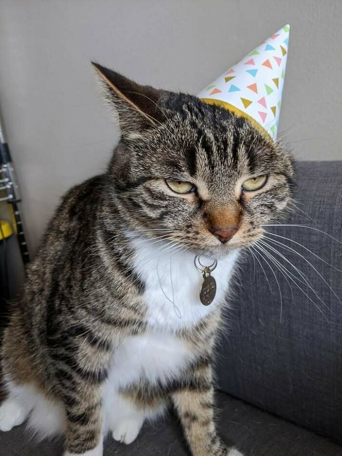 Grumpy tabby cat wearing a colorful party hat sitting on a couch, one of the random pics that make you laugh.