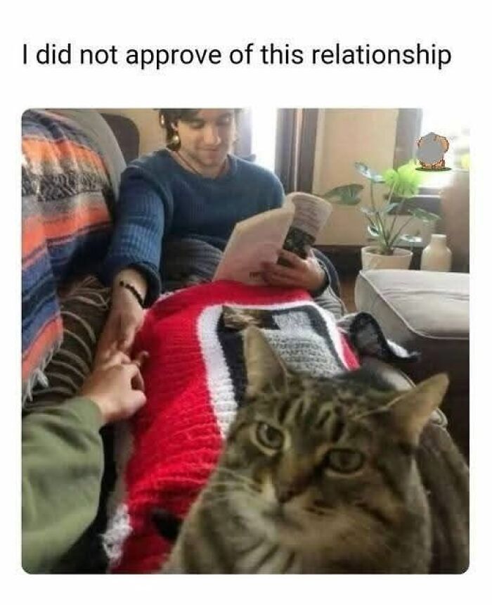 Displeased cat in foreground with couple holding hands on couch, capturing a funny meme for cute animal content.