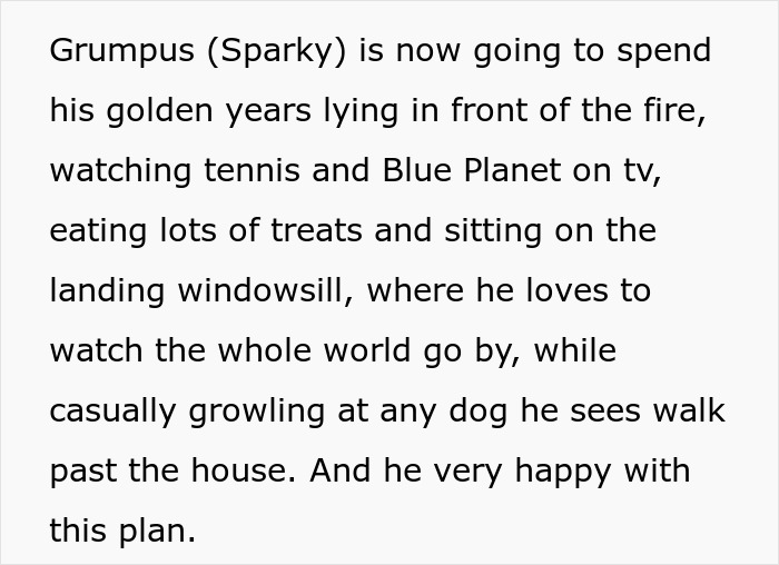 Old cat enjoying golden years inside, watching TV and growling at dogs outside, showing upset woman’s pet concerns. Old cat enjoying golden years inside, watching TV and growling at dogs outside, showing upset woman’s pet concerns.