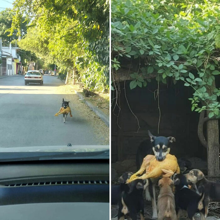 Dog carrying a chicken in its mouth on a street and sharing it with puppies in a garden, funny animal moment caught on camera.