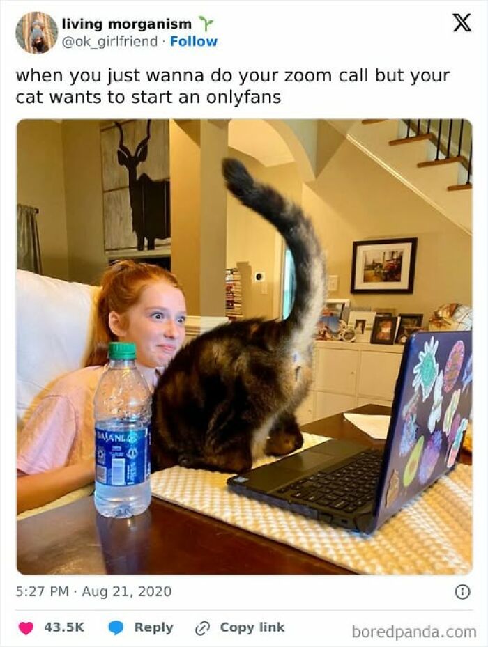 Cat owners caught their adorable pets behaving like jerks as a cat blocks a laptop screen during a Zoom call.