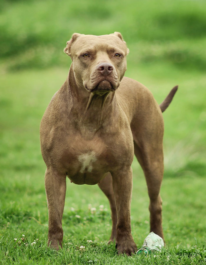 Brown pit bull standing alert on grass with focused expression, representing pit bull attacks keyword.
