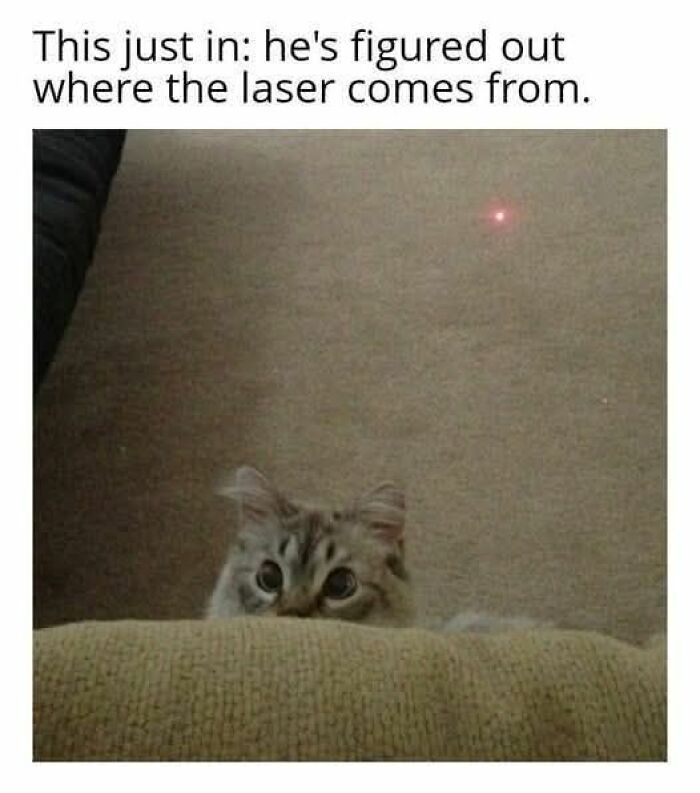 Cat peeking over a couch with wide eyes watching a laser dot, a funny meme for daily dose of cute animal content.