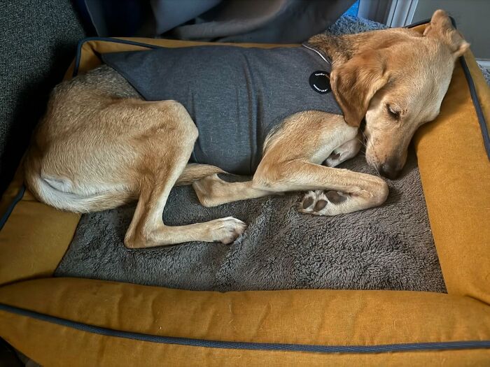 A Thundershirt Is A Glorious, Wearable Hug That Will Gently, Firmly, And Silently Convince Your Dog That The Sky Is Not, In Fact, Falling During A Thunderstorm