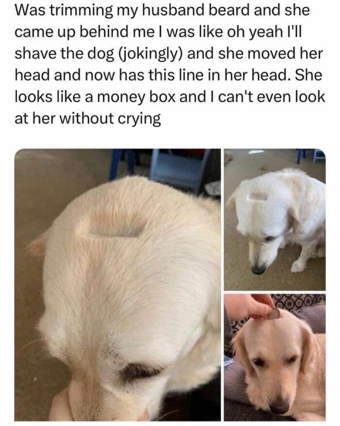Cute dogs posts showing a dog with a shaved rectangular patch on its head, looking sad and touched by the grooming mistake.