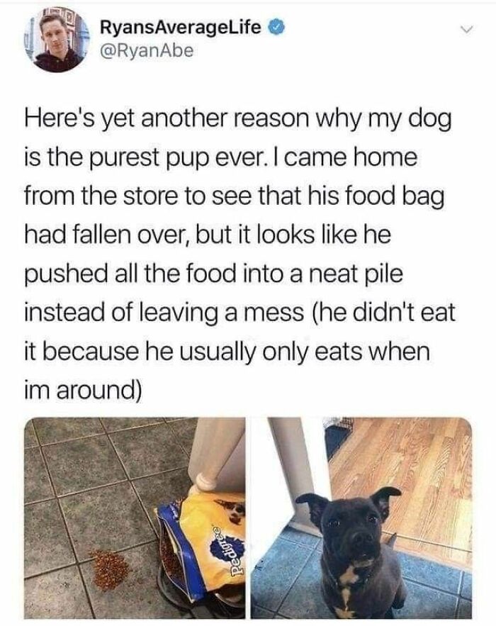A cute dog neatly pushing spilled food into a pile, showing why it’s one of the cutest dogs posts online.