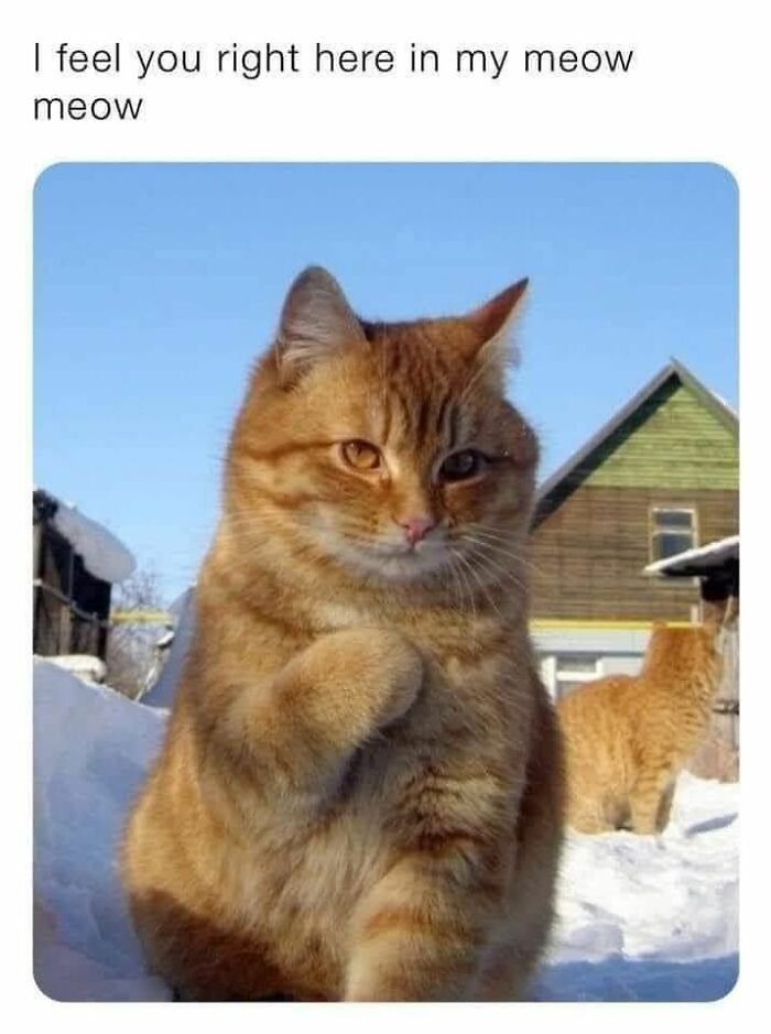 Orange tabby cat sitting in snow, raising a paw with text about feeling someone in their meow, cute animal content meme.