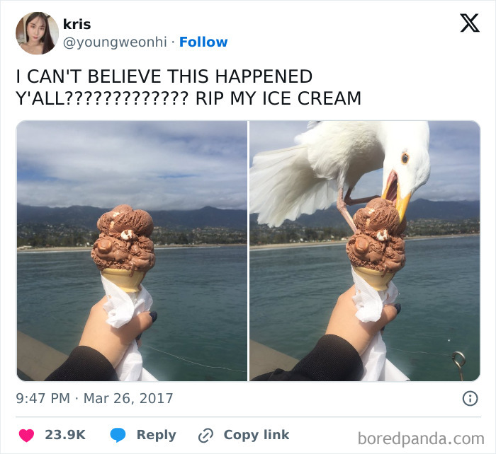 Seagull caught stealing chocolate ice cream cone at the perfect time near the ocean in a funny and interesting moment.