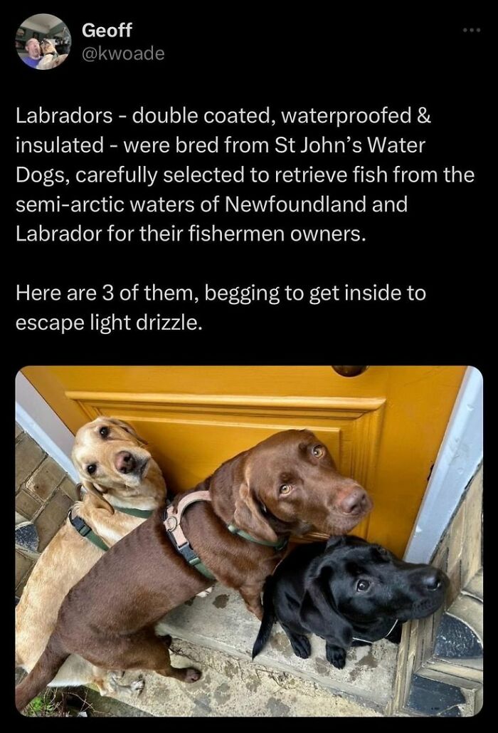 Three Labradors with different coats standing at a yellow door, begging to come inside from the light drizzle in cute dogs posts.