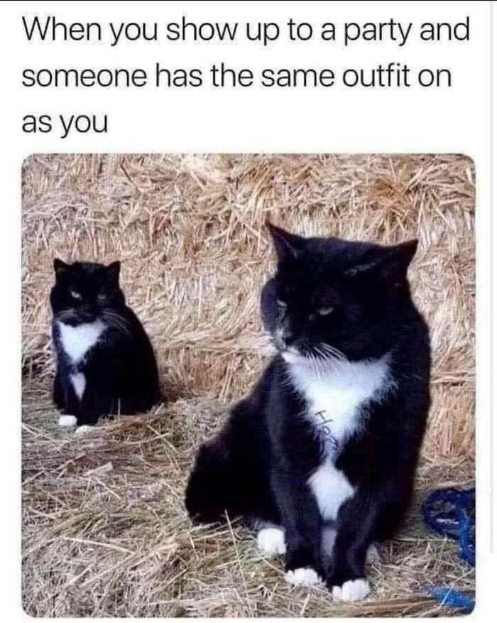 Two black and white cats with similar markings sit in hay, illustrating a cute and sweet animal meme about matching outfits.