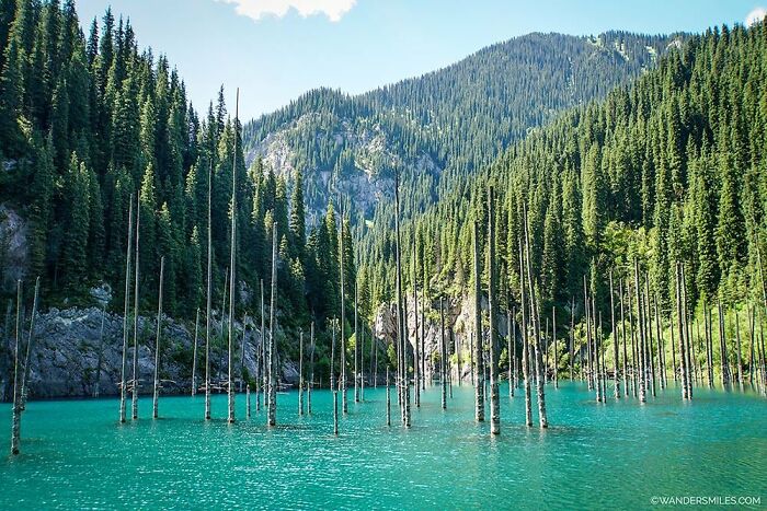 Turquoise lake with standing tree trunks surrounded by dense pine forest and mountains, a place that looks AI generated but is real.