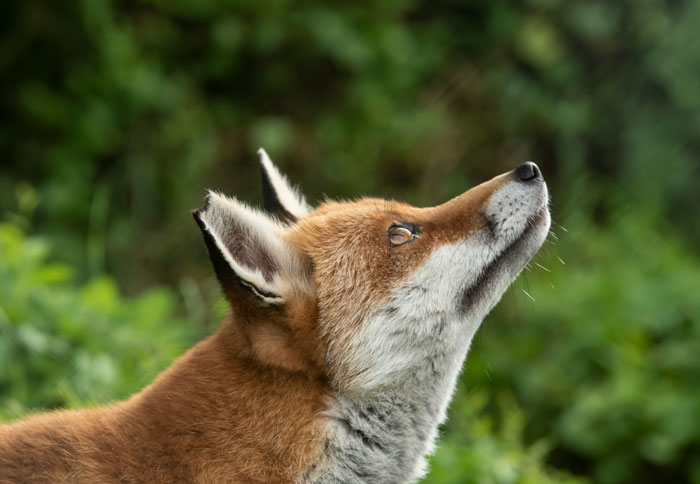 Fox looking up into the sky surrounded by greenery, evoking curiosity about things people start to question if they really saw.