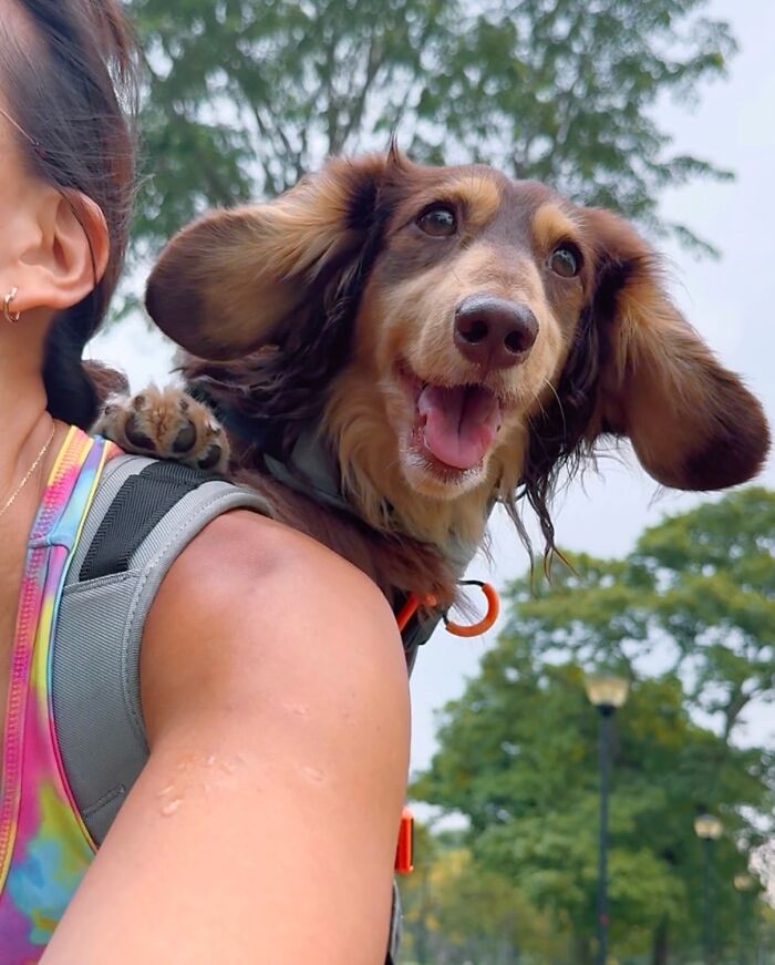 Happy dog in a backpack on a person's shoulder enjoying city adventures with trees and street lamps in the background