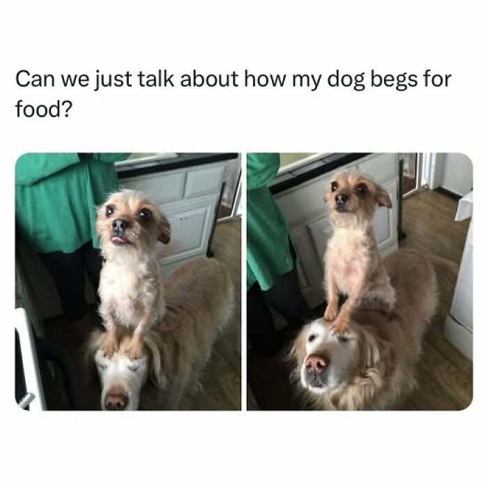 Small dog begging for food by standing on a larger dog's head, showcasing cute dogs posts in a kitchen setting.