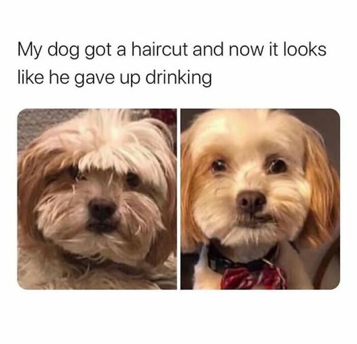 Before and after photos of a dog’s haircut showing a cute dogs posts transformation from shaggy to neat and adorable.