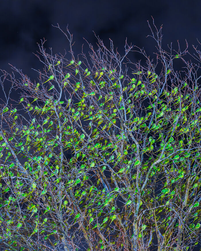 Don't Be Fooled, You See Leaves On A Tree In London In Winter, Not 1,000 Green Parrots