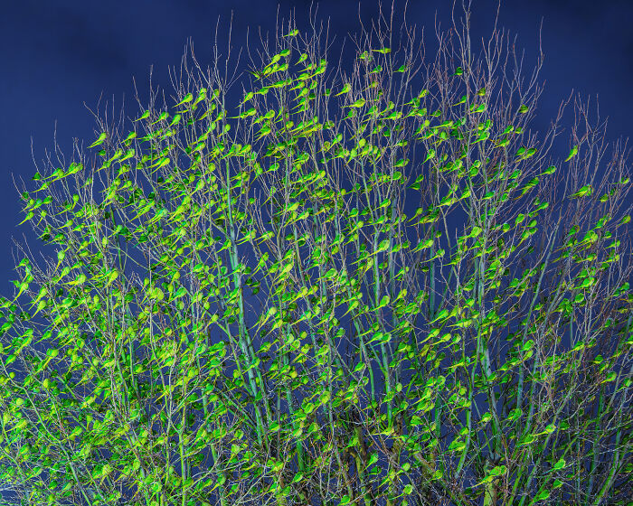 Don't Be Fooled, You See Leaves On A Tree In London In Winter, Not 1,000 Green Parrots