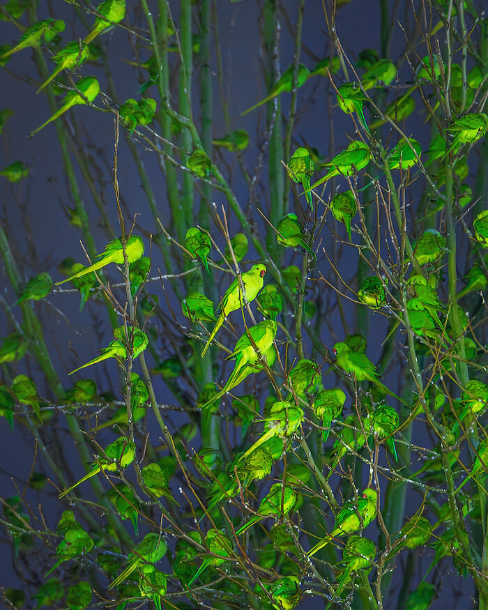 Don't Be Fooled, You See Leaves On A Tree In London In Winter, Not 1,000 Green Parrots