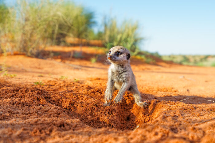 Baby Meerkat
