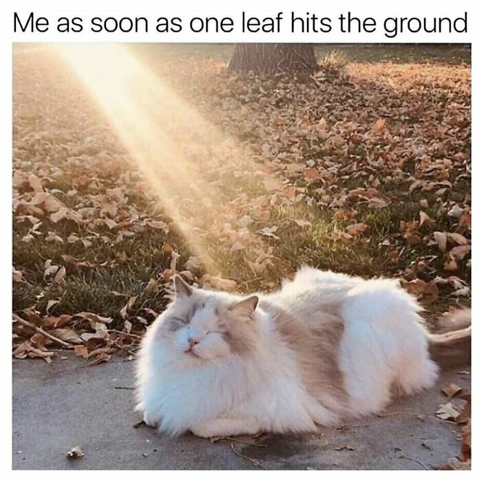 Fluffy cat basking in warm sunlight on autumn leaves, capturing a cozy moment for goth memes about not fitting in.