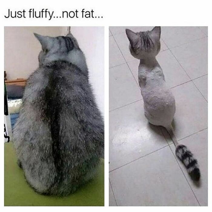 Two cats viewed from behind, one fluffy and the other shaved, illustrating a goth meme about not fitting in.