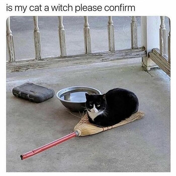 Black and white cat sitting on a broomstick near a water bowl, a humorous goth meme about witches and cats.