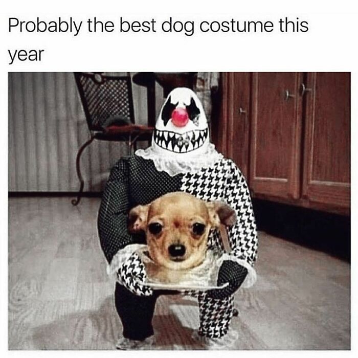 Small dog in a creepy clown costume holding a tray with its own face, a unique goth meme for those who don't fit in.