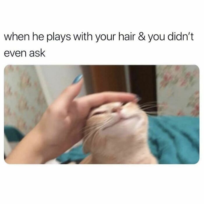 Cat being petted on the head, enjoying the moment, relatable goth memes humor for anyone who doesn't fit in.