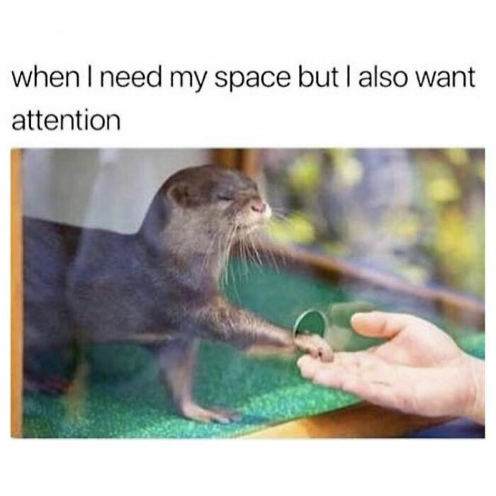 Otter reaching through glass to touch human hand, illustrating the need for space but also attention in goth memes.