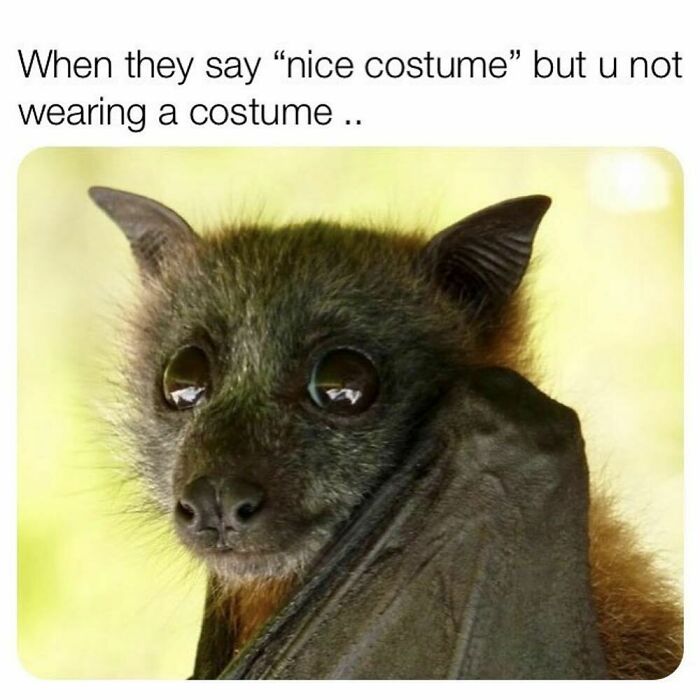 Bat with large eyes looking confused, paired with text about not wearing a costume, related to goth memes.