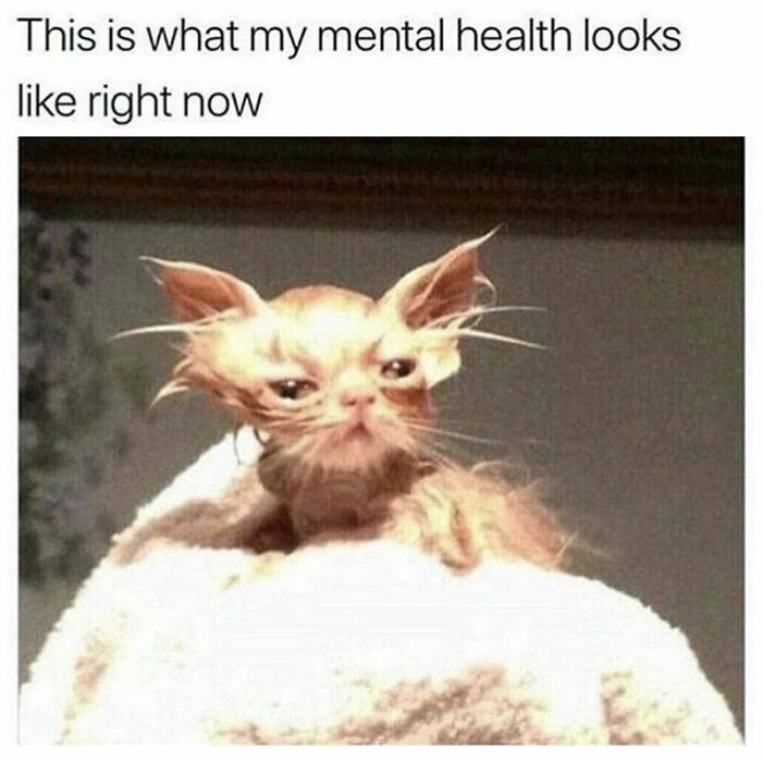 Wet and disheveled cat wrapped in towel, symbolizing mental health in a goth meme for those who don't fit in.
