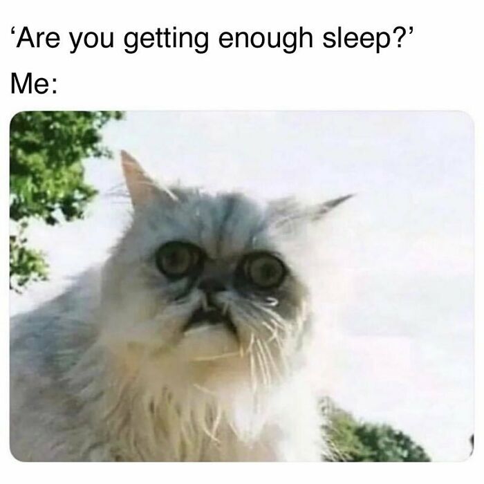 Sleep-deprived cat with wide eyes representing goth memes about not fitting in and tiredness.