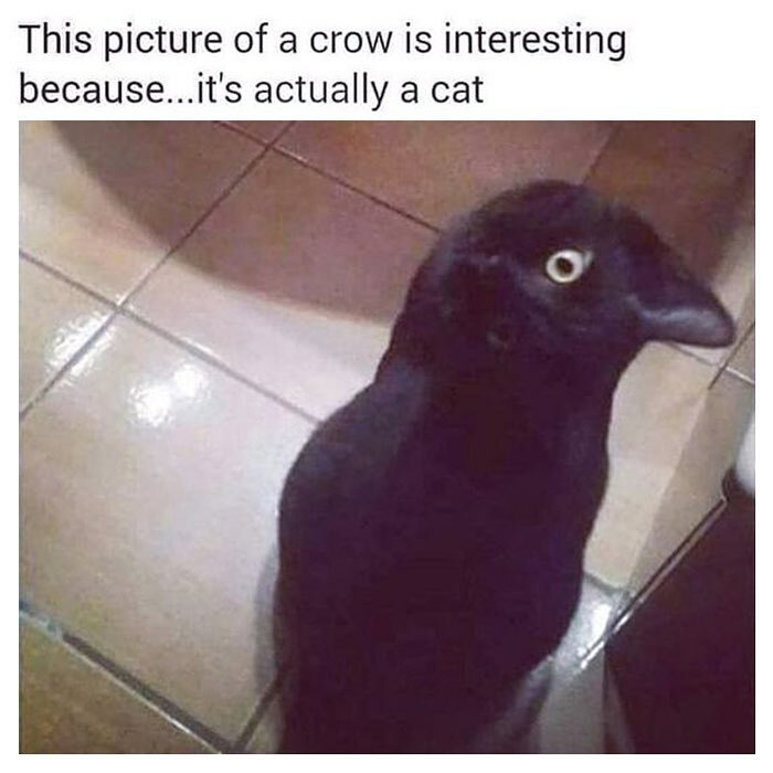 Cat shaped like a crow on tiled floor, a humorous goth meme for anyone who doesn't fit in, highlighting dark aesthetics.