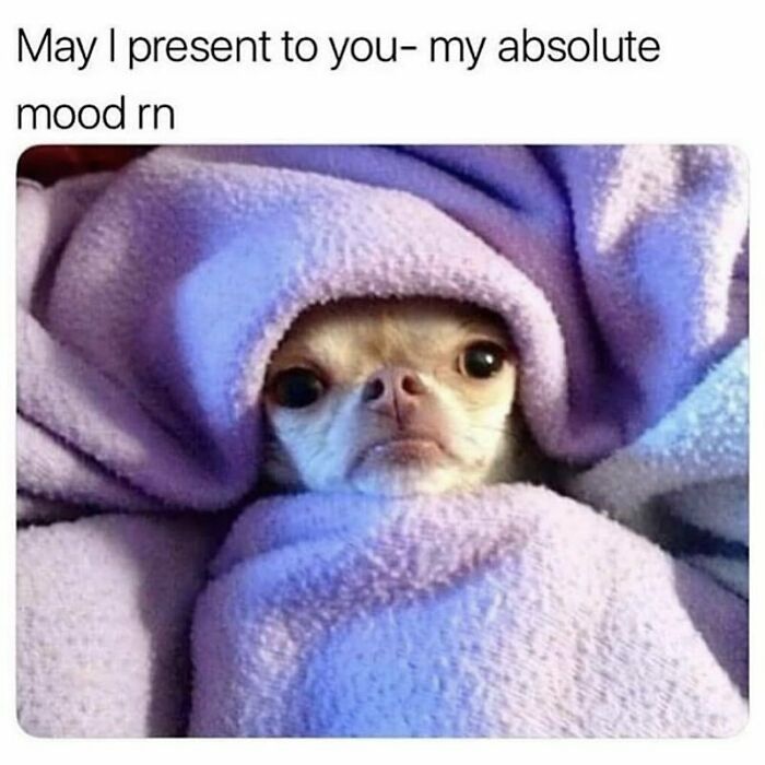 Small dog wrapped in a purple blanket showing a relatable expression for goth memes about feeling out of place.