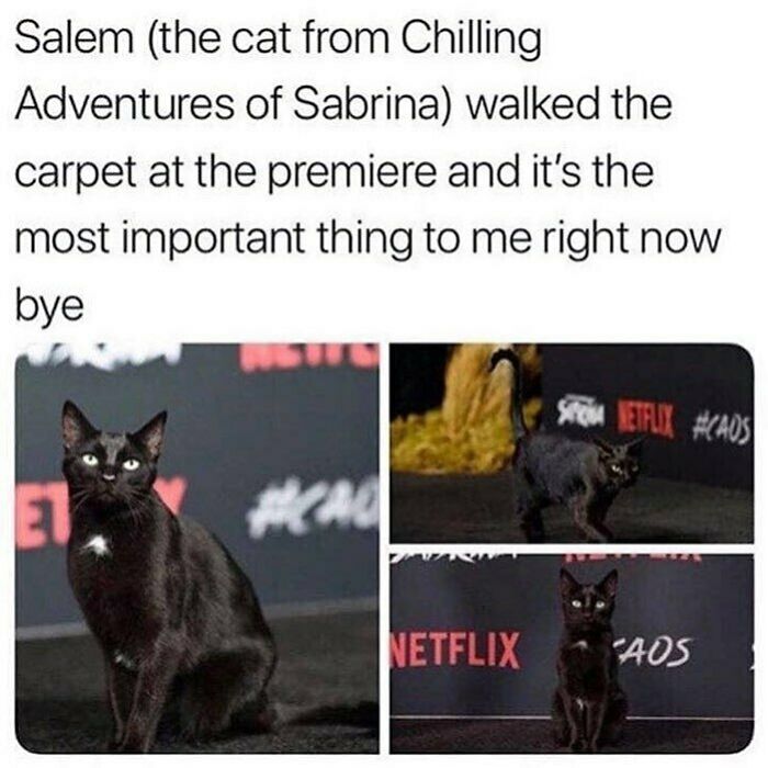 Black cat Salem from Chilling Adventures of Sabrina on the red carpet, featured in goth memes for anyone who doesn't fit in.