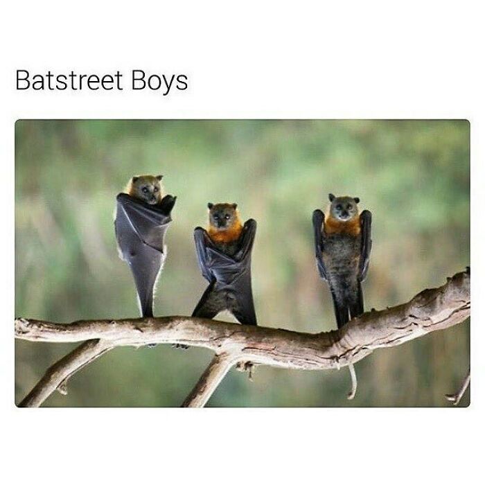 Three bats standing on a branch with wings wrapped, humorous goth memes concept for those who don't fit in.