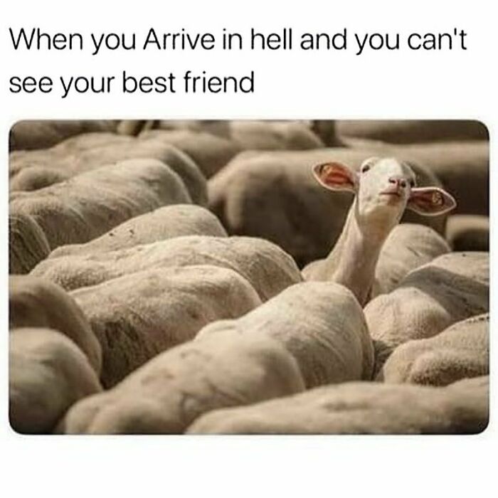 Goat standing out among sheep with caption about arriving in hell, illustrating feeling of not fitting in goth memes.