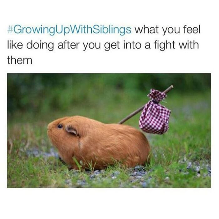 Guinea pig walking away with bundle on stick, representing sibling memes about fights and growing up with siblings.