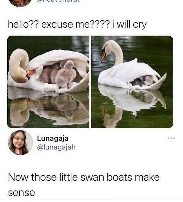 A swan protecting its cygnets under its wings, showing animal antics that delighted us with memes.