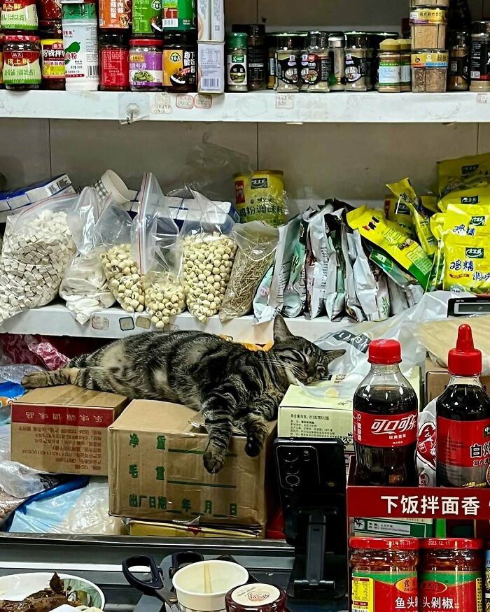 Tabby bodega cat lounging on boxes behind a shop counter surrounded by spices and packaged goods.