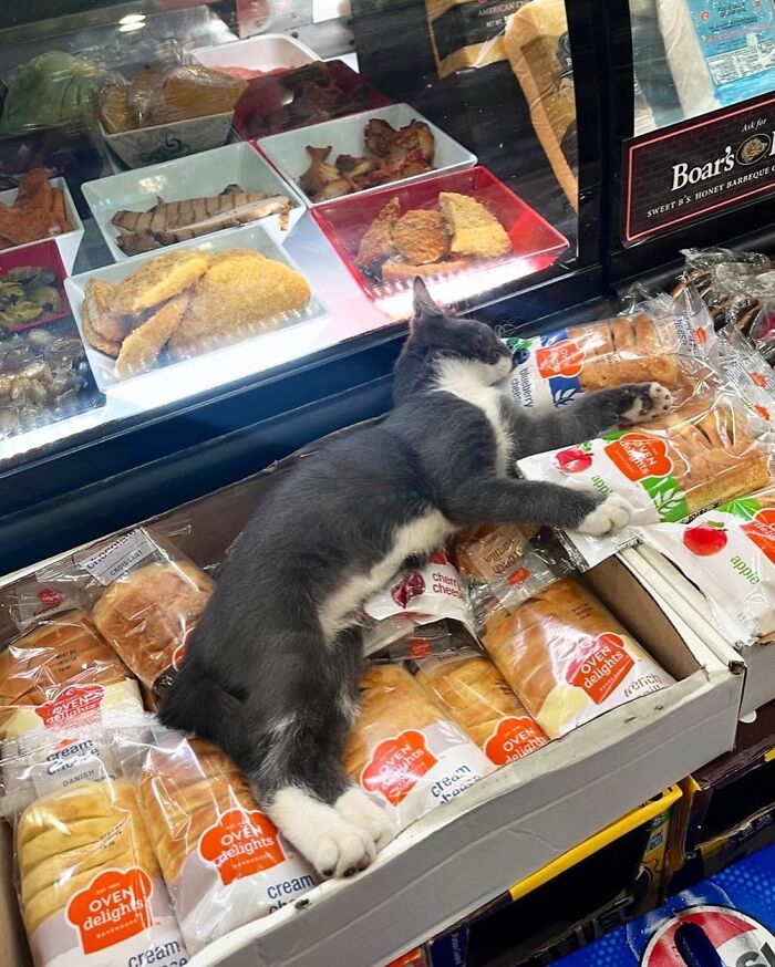 Gray and white bodega cat lounging on packaged bread inside a shop, surrounded by baked goods and deli items.