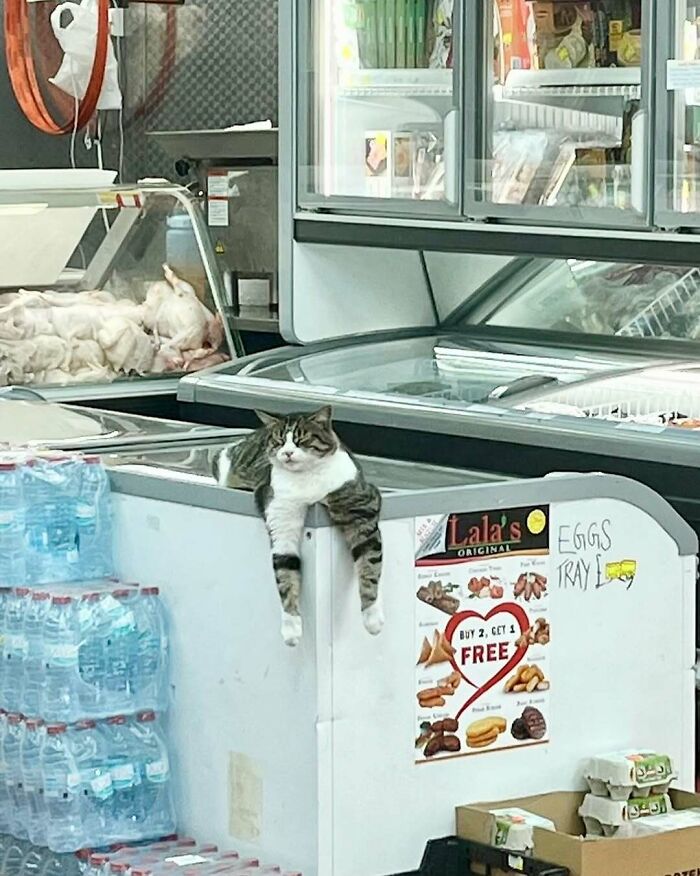 Tabby and white bodega cat lounging on a freezer in a small shop surrounded by water bottles and frozen goods.