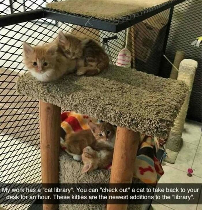 Two kittens resting on a carpeted cat tree with other cats below in a cozy enclosure, showing weird little cats behavior.