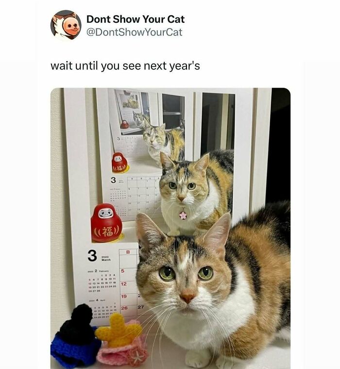 Cat posing in front of a mirror and calendar, showing quirky and weird little guy behavior in a playful setting.